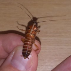 Blattoidae