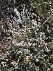 Leucopogon concurvus