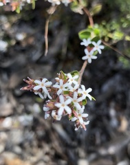 Leucopogon concurvus
