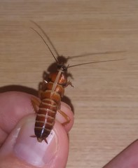 Blattoidae