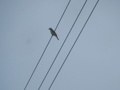 Myiozetetes cayanensis