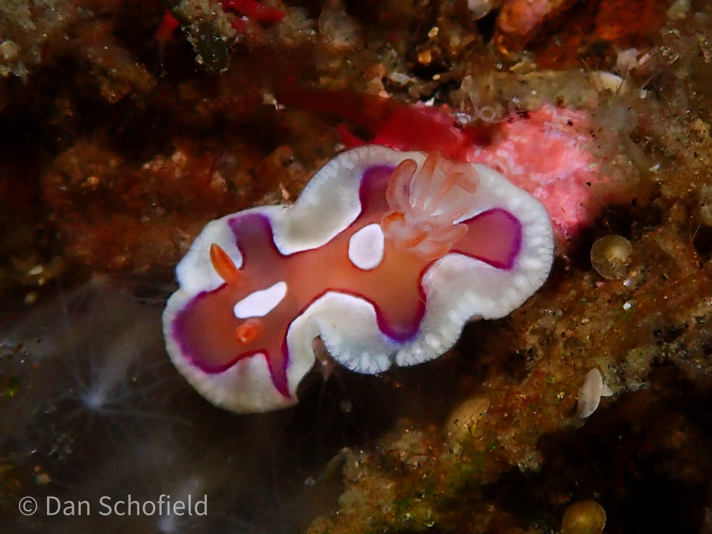 Twinspot Rainbow Dorid