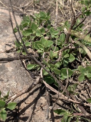 Aeollanthus parvifolius