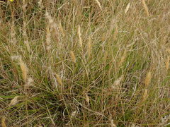 Rytidosperma unarede