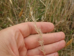 Rytidosperma unarede