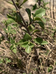 Aeollanthus parvifolius