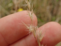 Rytidosperma unarede