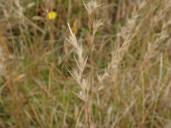 Rytidosperma unarede