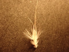 Rytidosperma unarede