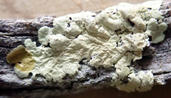Flavoparmelia haywardiana
