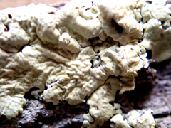 Flavoparmelia haywardiana