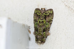 Oxoia smaragdiplena