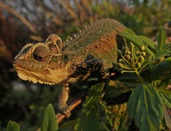 Bradypodion thamnobates
