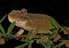 Bradypodion thamnobates