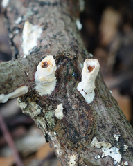 Scytinostroma artocreas