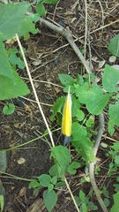 Colaptes auratus auratus