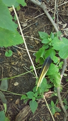 Colaptes auratus auratus