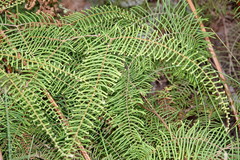 Gleichenia dicarpa