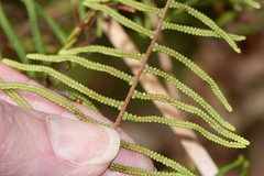 Gleichenia dicarpa