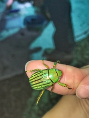 Chrysina gloriosa