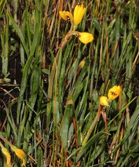 Cyrtanthus breviflorus