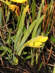 Cyrtanthus breviflorus