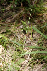 Chorizandra cymbaria