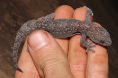 Afroedura nivaria