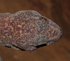 Afroedura nivaria