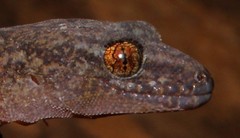 Afroedura nivaria