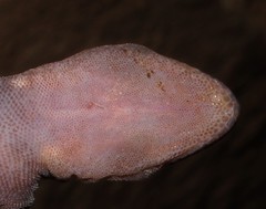Afroedura nivaria