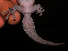 Afroedura nivaria