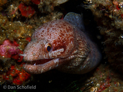 Gymnothorax zonipectis
