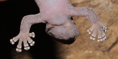 Afroedura nivaria
