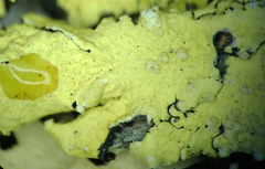 Flavoparmelia haywardiana