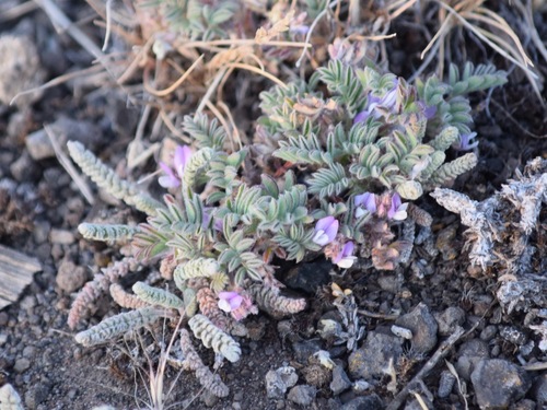 troubled milkvetch (Astragalus anxius)