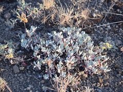 Eriogonum umbellatum modocense