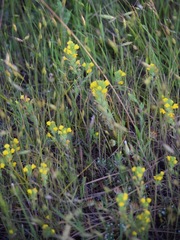 Castilleja lacera
