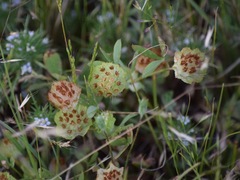 Trifolium cyathiferum