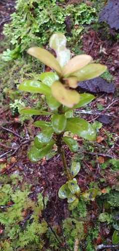 Travers horopito (Pseudowintera traversii)