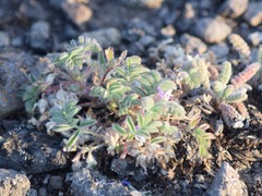 Astragalus anxius