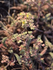 Ivesia paniculata