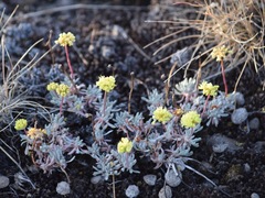 Eriogonum prociduum