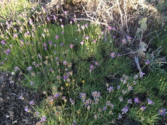 Erigeron elegantulus