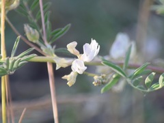 Astragalus lemmonii