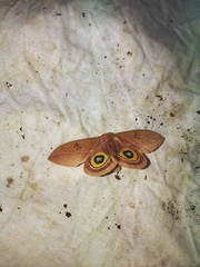 Automeris cecrops pamina
