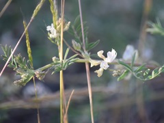 Astragalus lemmonii