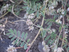 Astragalus lemmonii