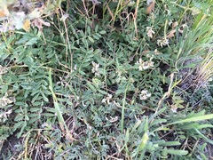 Astragalus lemmonii