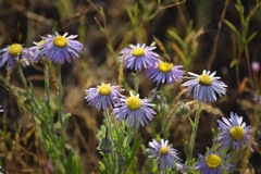 Erigeron elegantulus